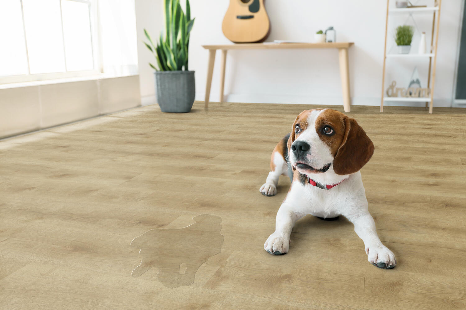 pavimento Tarkett Elegance Rgid com cão e xixi