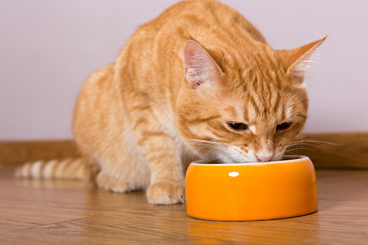 Pavimentos adequados para quem tem animais 