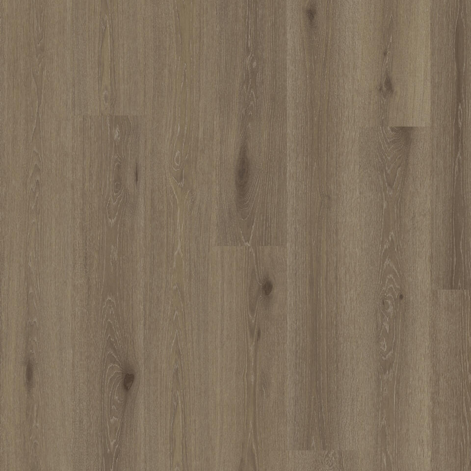 Welsh Oak BARK