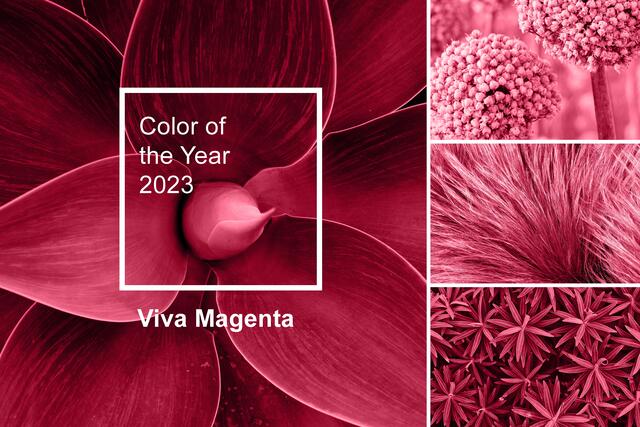 Boja 2023. godine u dizajnu enterijera. Ideje za uređenje inspirisane bojom Viva Magenta 