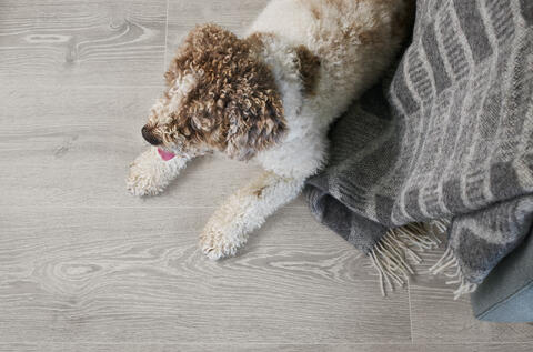 Hund på grått laminatgulv