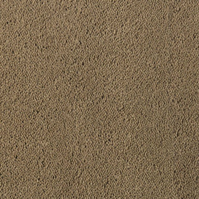 Asteranne A411 2923
